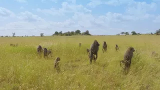 Zázračná planeta: Serengeti III (4/6)