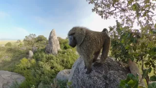 Zázračná planeta: Serengeti III (4/6)