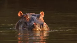 Zázračná planeta: Serengeti III (4/6)