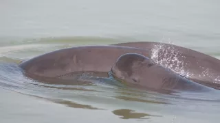 Vzácne živočíchy čínskej prírody