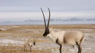 Vzácne živočíchy čínskej prírody