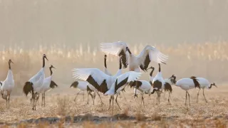 Vzácne živočíchy čínskej prírody