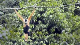 Vzácne živočíchy čínskej prírody