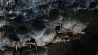 Vzácne živočíchy čínskej prírody