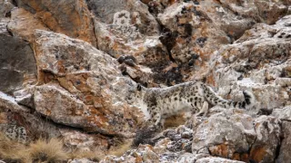 Vzácne živočíchy čínskej prírody