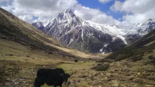 Vzácne živočíchy čínskej prírody