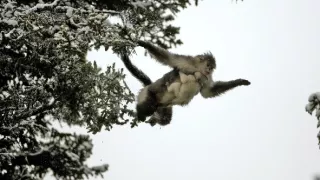 Vzácne živočíchy čínskej prírody