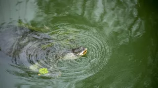 Vzácne živočíchy čínskej prírody
