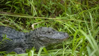 Vzácne živočíchy čínskej prírody