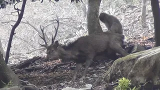 Zábava a sex v životě zvířat