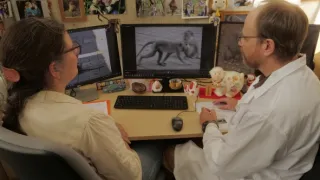 Zábava a sex v životě zvířat