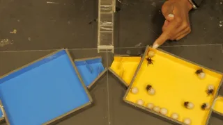 Zábava a sex v životě zvířat