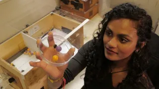 Zábava a sex v životě zvířat