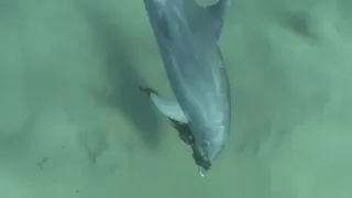 Zábava a sex v životě zvířat