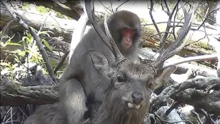 Zábava a sex v životě zvířat