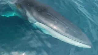 Dárek z ledu: Divoký sever Japonska