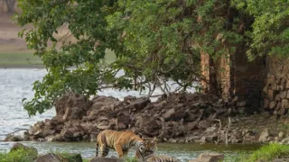 Skutečná Kniha džunglí