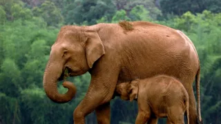 Skutečná Kniha džunglí