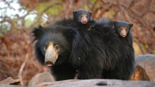Skutečná Kniha džunglí
