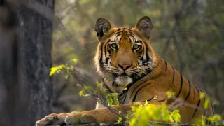 Skutečná Kniha džunglí