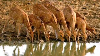 Skutečná Kniha džunglí