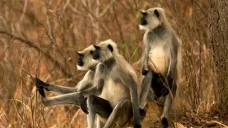 Skutečná Kniha džunglí