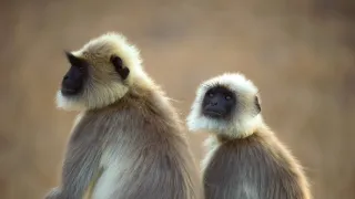 Skutečná Kniha džunglí