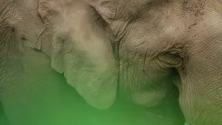 Skutečná Kniha džunglí