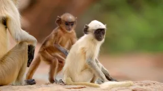 Skutečná Kniha džunglí