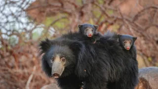 Skutečná Kniha džunglí