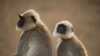 Skutečná Kniha džunglí