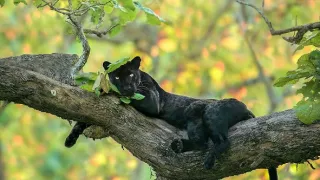 Skutečná Kniha džunglí