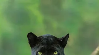 Skutečná Kniha džunglí