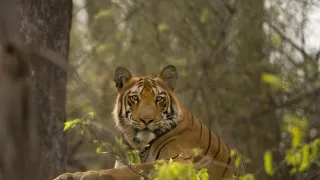 Skutečná Kniha džunglí