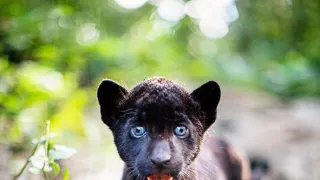 Ella a čierny jaguár