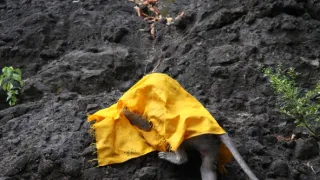 Zábava a sex v životě zvířat