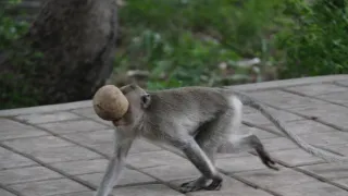 Zábava a sex v životě zvířat