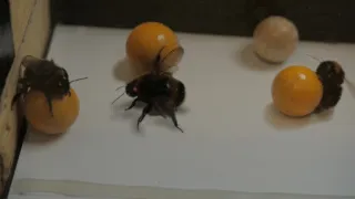 Zábava a sex v životě zvířat