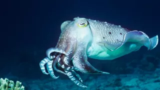 Pod hladinou moře (4)