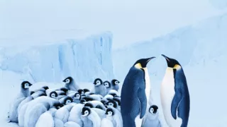 Pod hladinou moře (4)