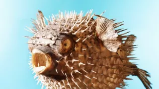 Pod hladinou moře (4)