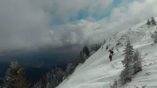 Dřevo pro Stradivariho