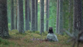 Rosomák - neústupná matka