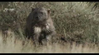 Rosomák - neústupná matka
