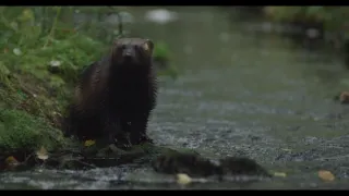 Rosomák - neústupná matka