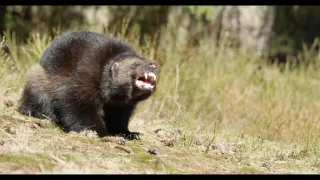 Rosomák - neústupná matka