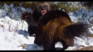 Rosomák - neústupná matka