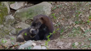 Rosomák - neústupná matka