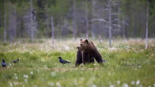 Rosomák - neústupná matka