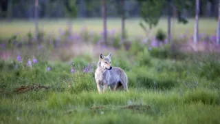 Rosomák - neústupná matka